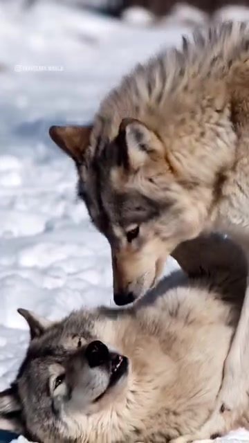Exploring Winter Wildlife: Wolves, Eagles, and Bears