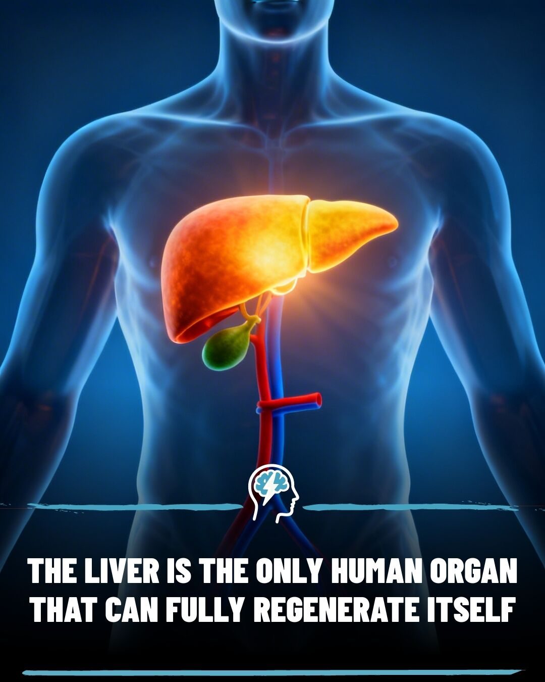 The Remarkable Science Behind The Liver's Full Regeneration