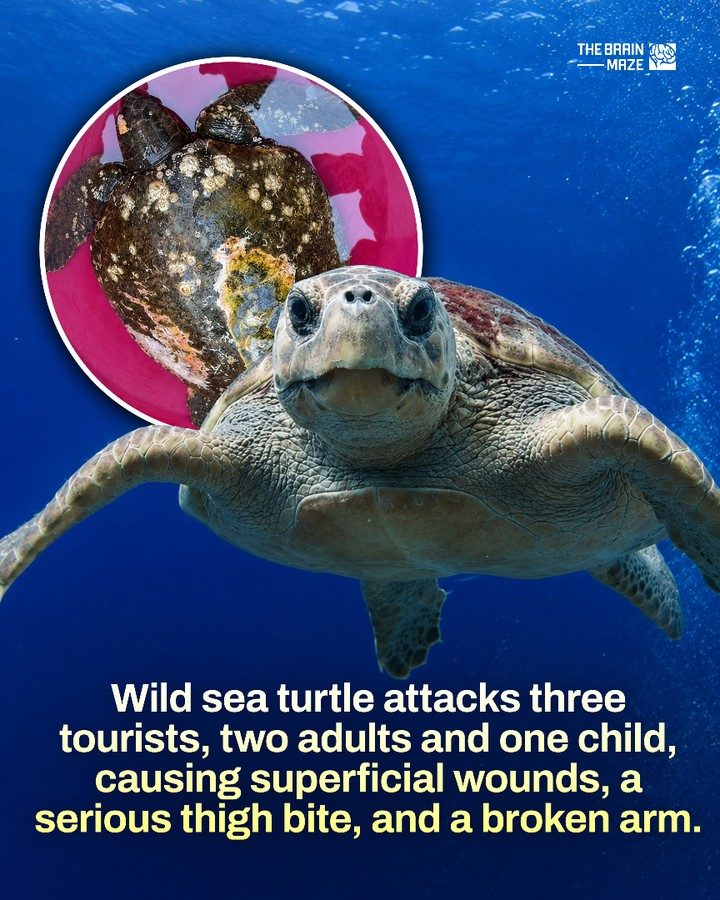 Loggerhead Sea Turtle Attack Injures Swimmers in Croatia