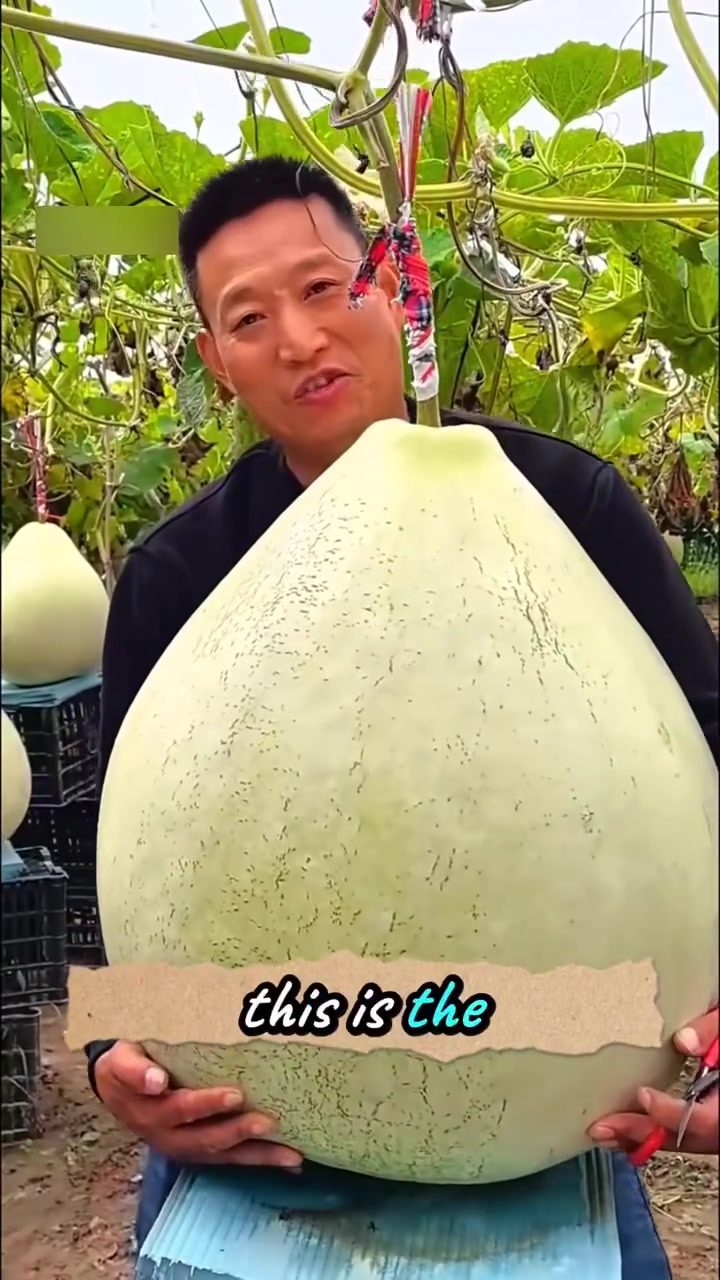 Northeast China's Innovative Giant Gourd Preservation