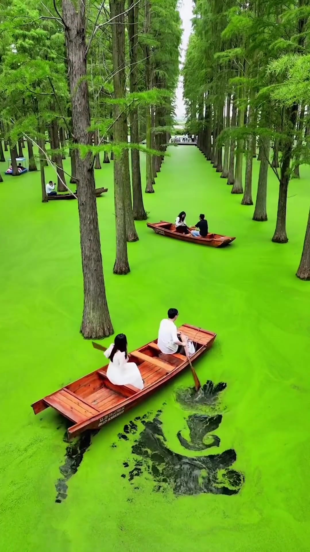 Huayang Lake Wetland Park China's Floating Forest