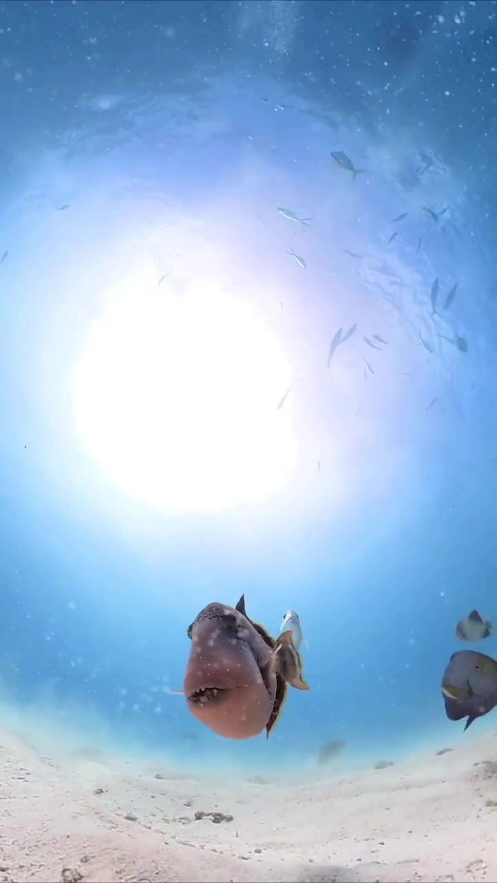 Triggerfish Encounter in Maldives Seas