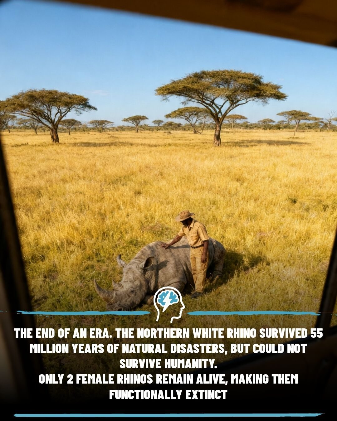 The Race to Save the Last Two Northern White Rhinos