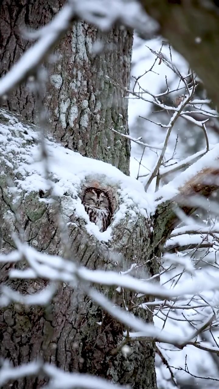 Snowy Owl Nest in Sweden's Winter Forests