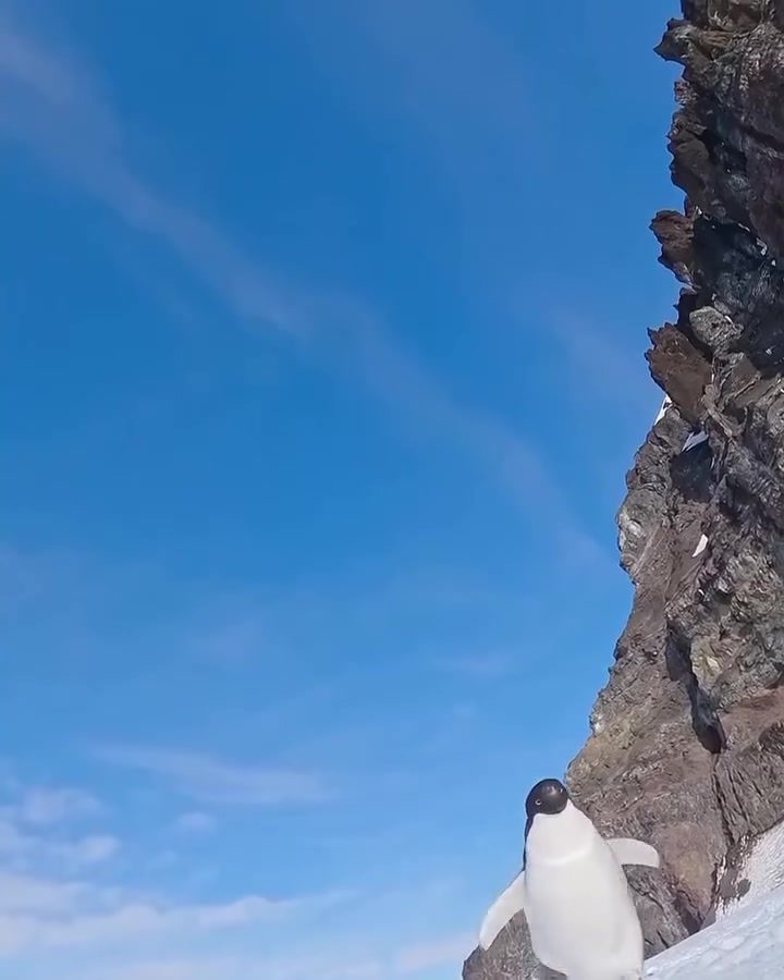 Penguin's Curious Encounter with Camera in Antarctica