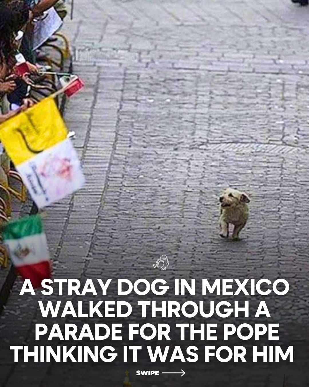 Stray Dog Joins Pope's Parade in Mexico