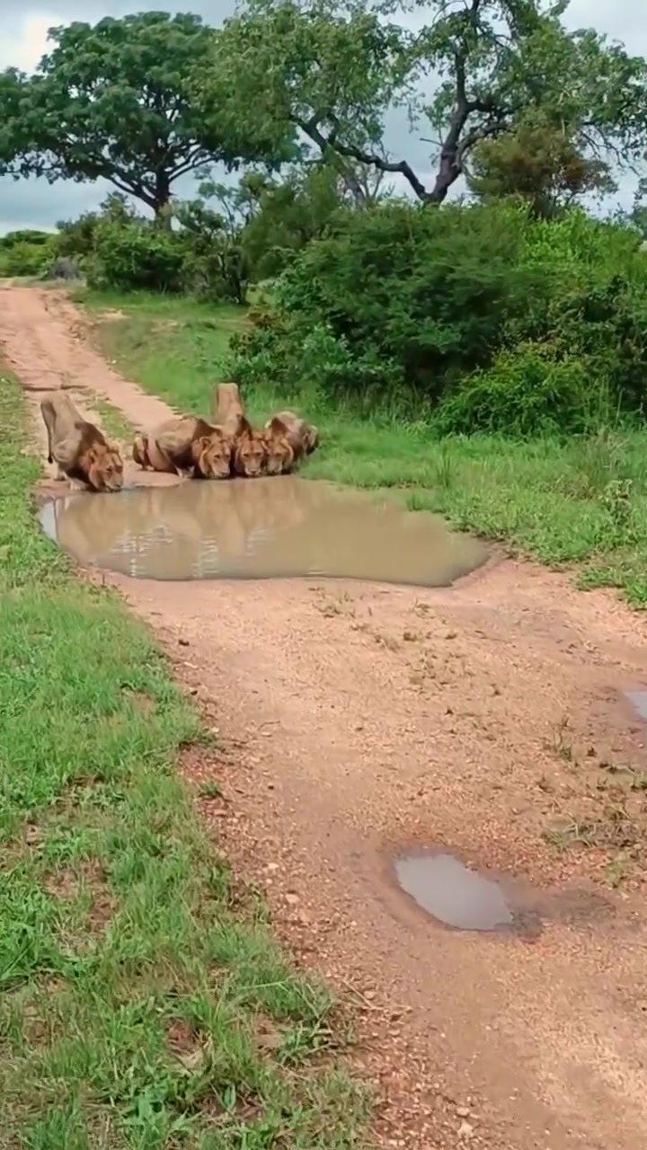 Lions Drinking Water in South Africa Safari