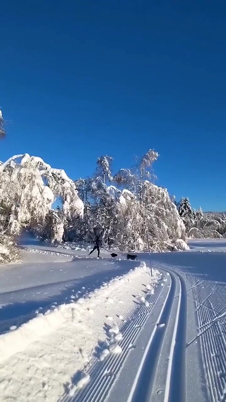 Dog Sledding with Dogs: Cross-Country Skiing Adventure