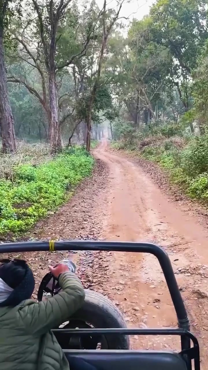 Safari Drive: Tiger Sighting in Dense Forest