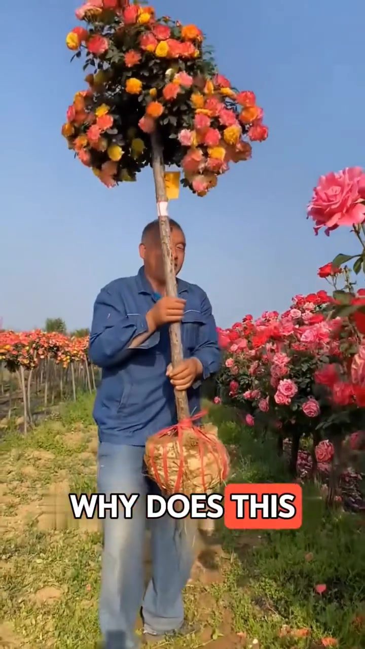 The Art of Grafting: How Rose Trees Are Cultivated