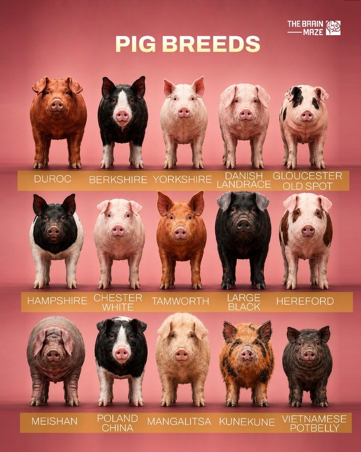 #### Discover 18 Remarkable Pig Breeds and Their Unique Traits