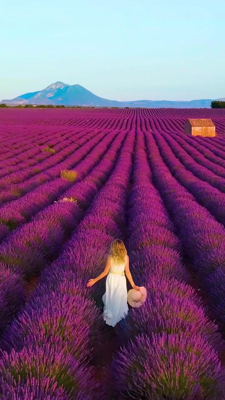 Lavender Field Walk: Tranquil Scenery and Beauty