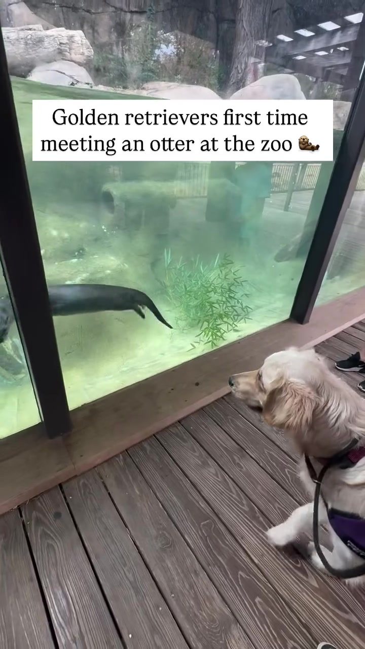 Golden Retrievers Meet Otter: Zoo Encounter