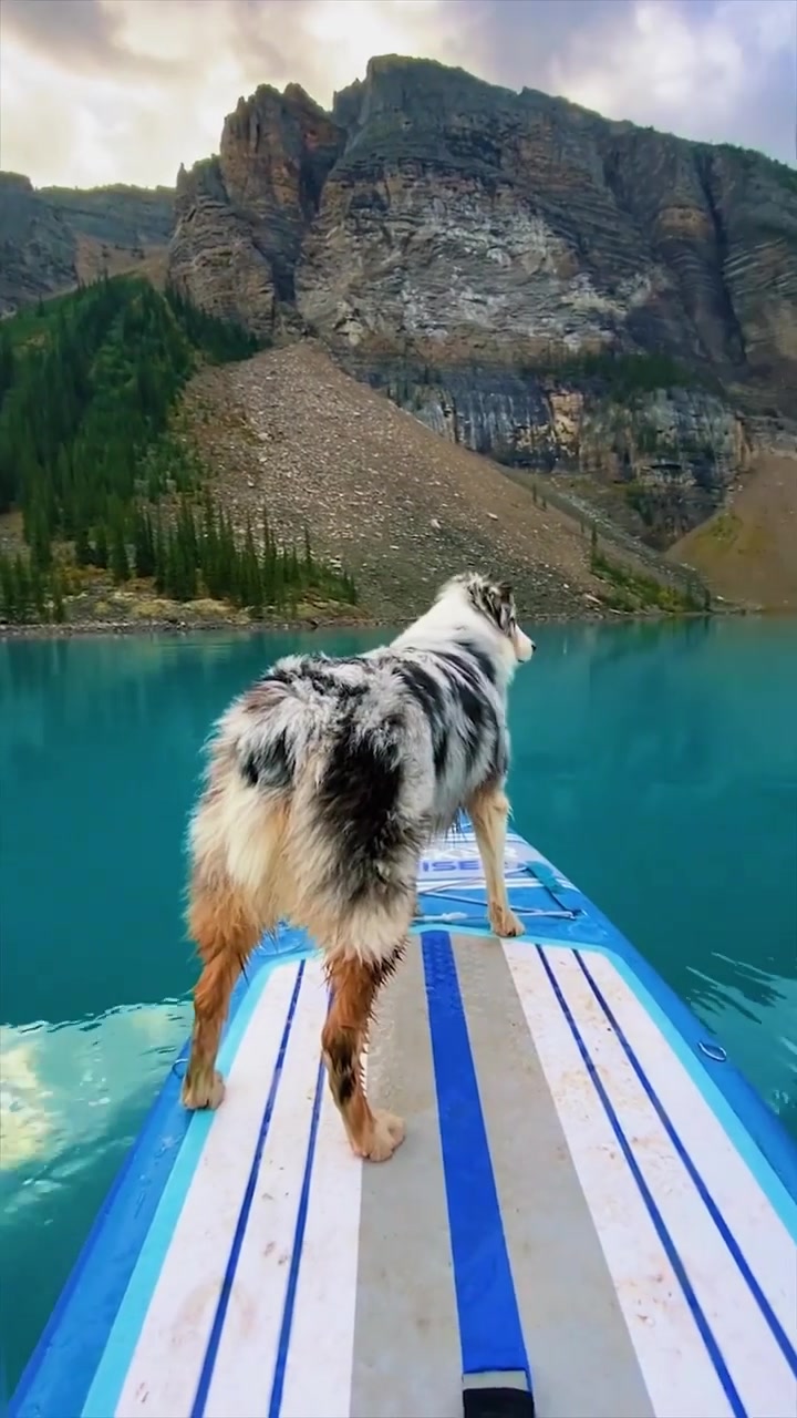 Australian Shepherd on Paddleboard: Lake Adventure