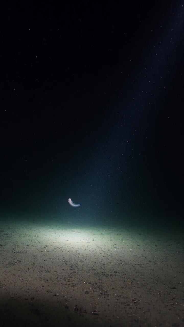 Deep Sea Snailfish: Deepest Fish Ever Filmed