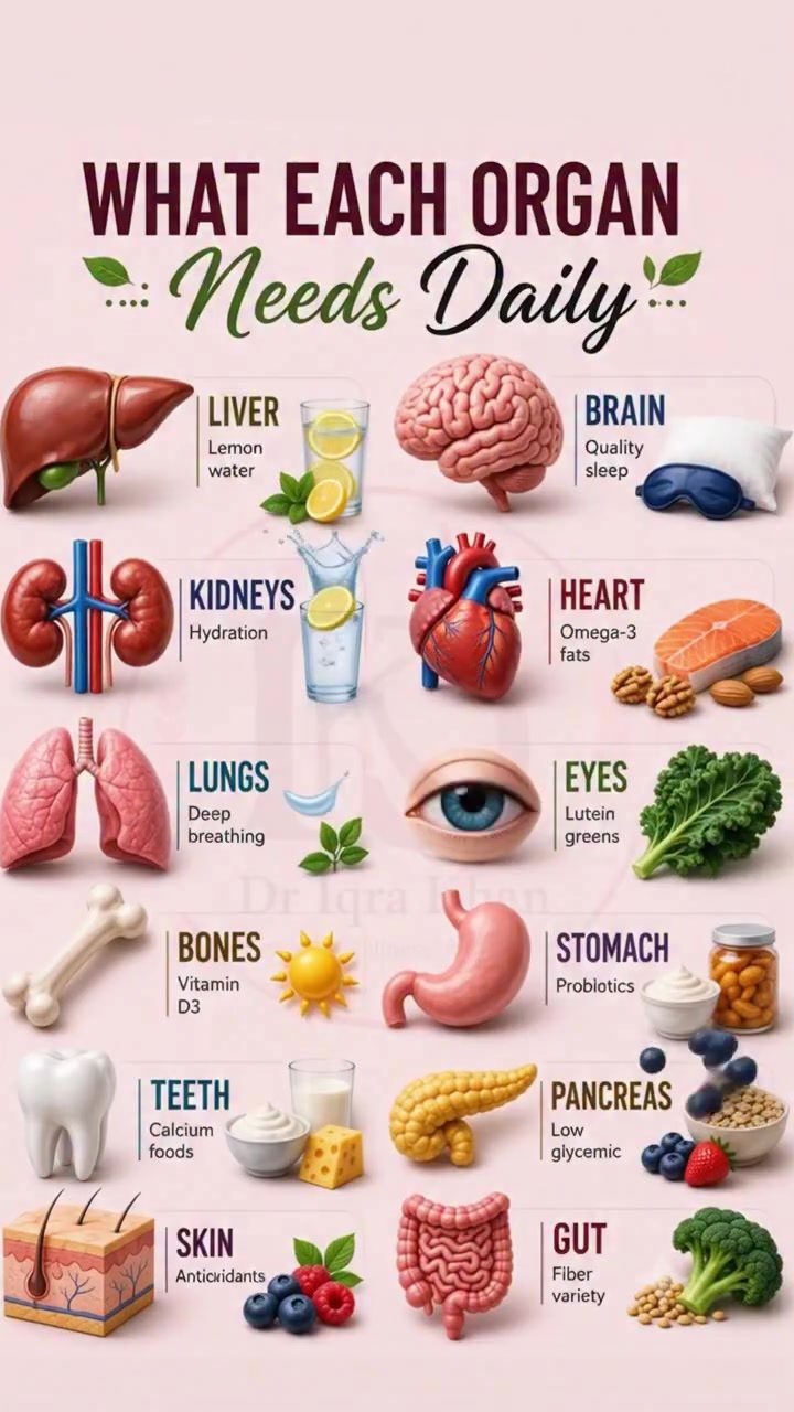 Daily Habits for Optimal Organ Function