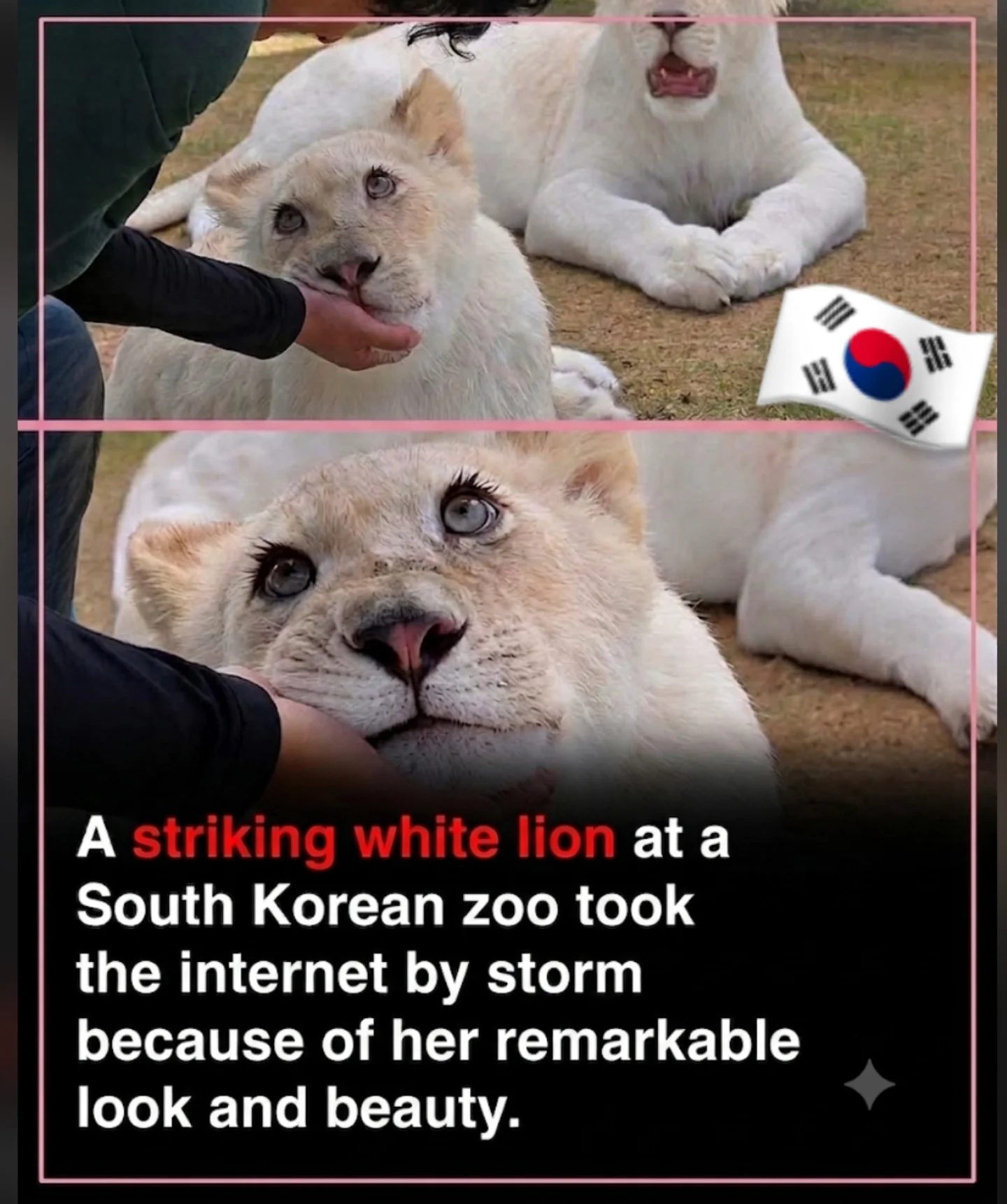Meet Plum: The Viral White Lioness of South Korea