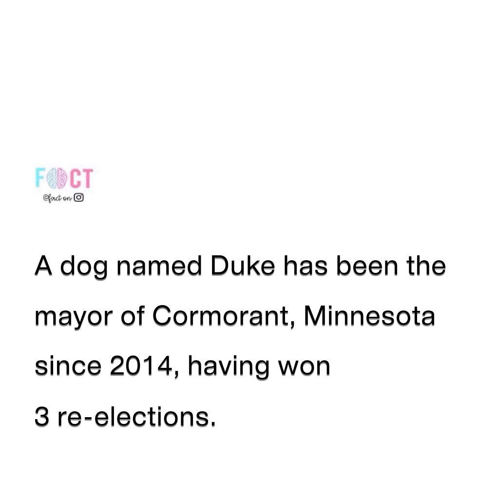 Meet Duke, The Canine Mayor of Cormorant, Minnesota