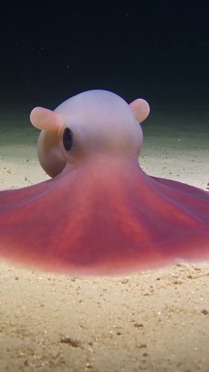 Dumbo Octopus: Deepest Ever Seen