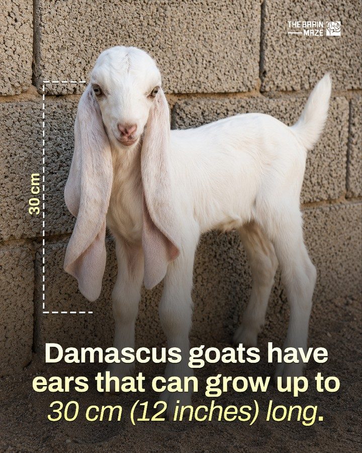 Damascus Goats: The Breed with Remarkable Long Ears