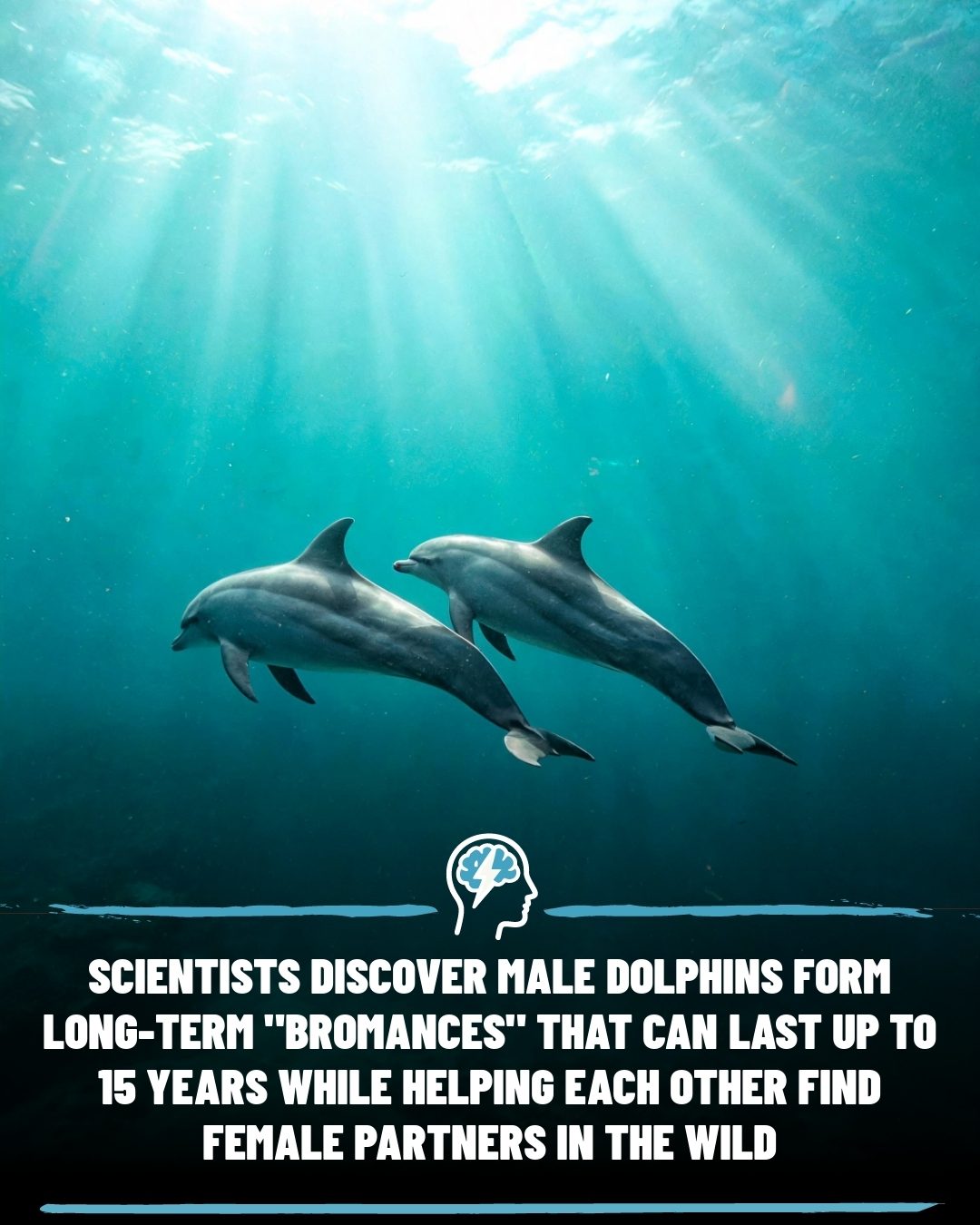 Male Dolphins' Decades-Long Bromances: Strategies for Survival