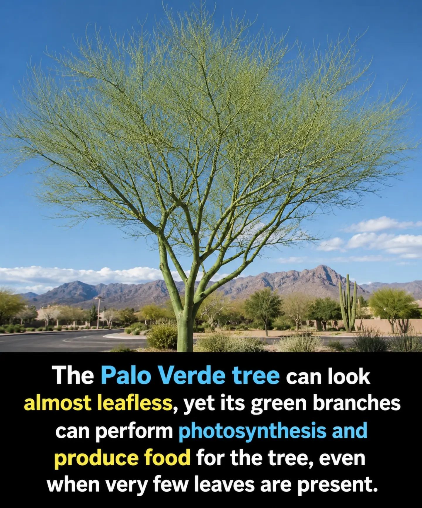The Secret Life of Palo Verde Trees: Thriving Without Leaves