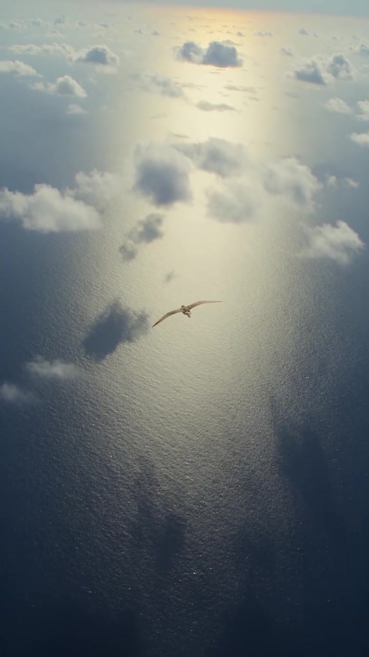 Bar-Tailed Godwit's 11-Day Non-Stop Flight