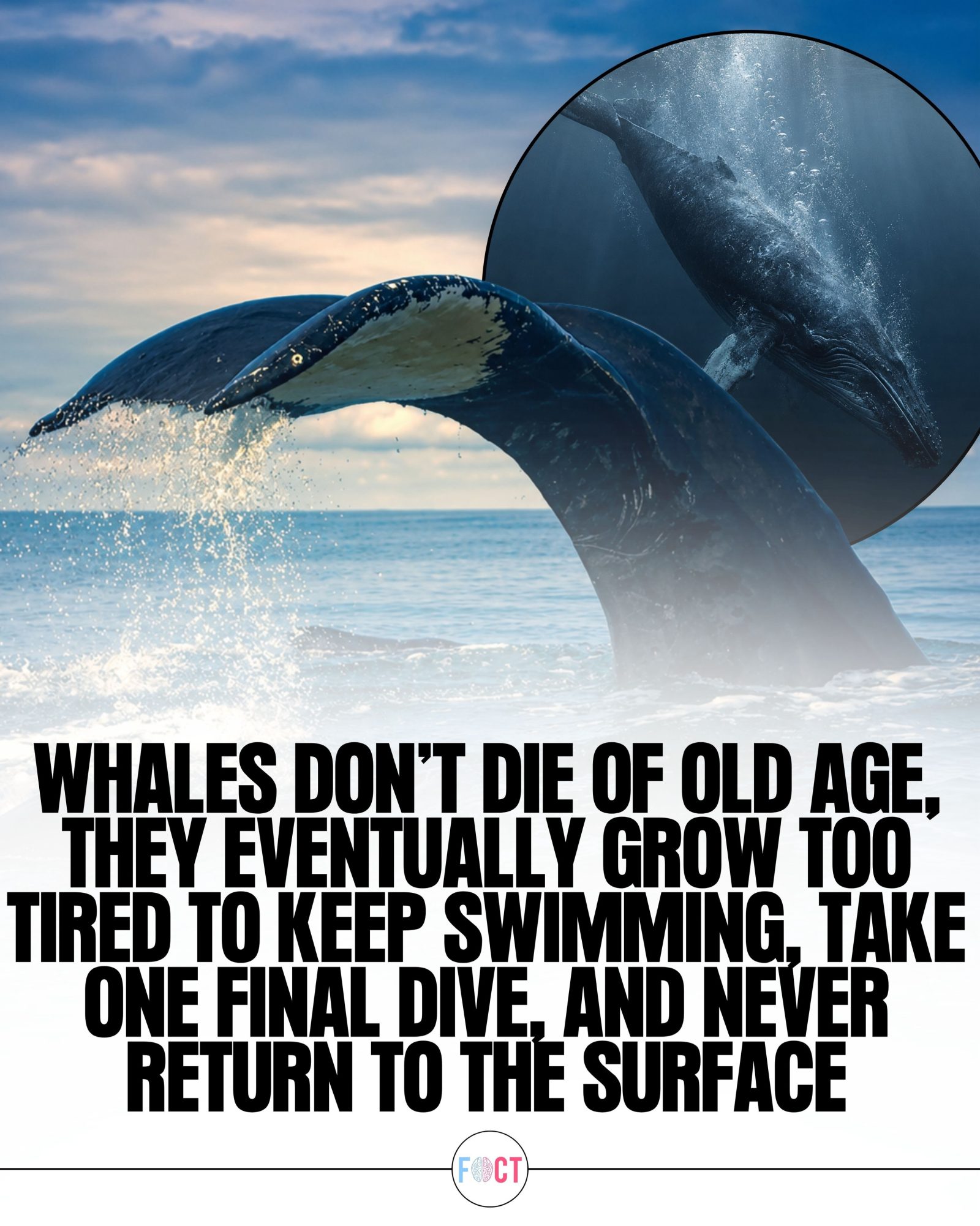 The Mysterious End of a Whale's Life: The Final Dive