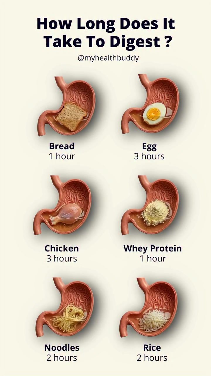 Learn How Long Foods Stay in Your Stomach