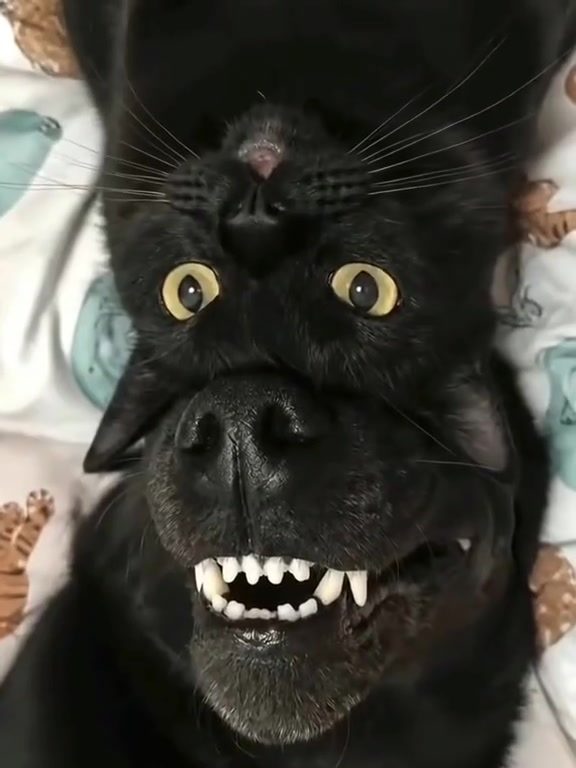 Laugh Out Loud at This Dog's Hilarious Surprised Expression