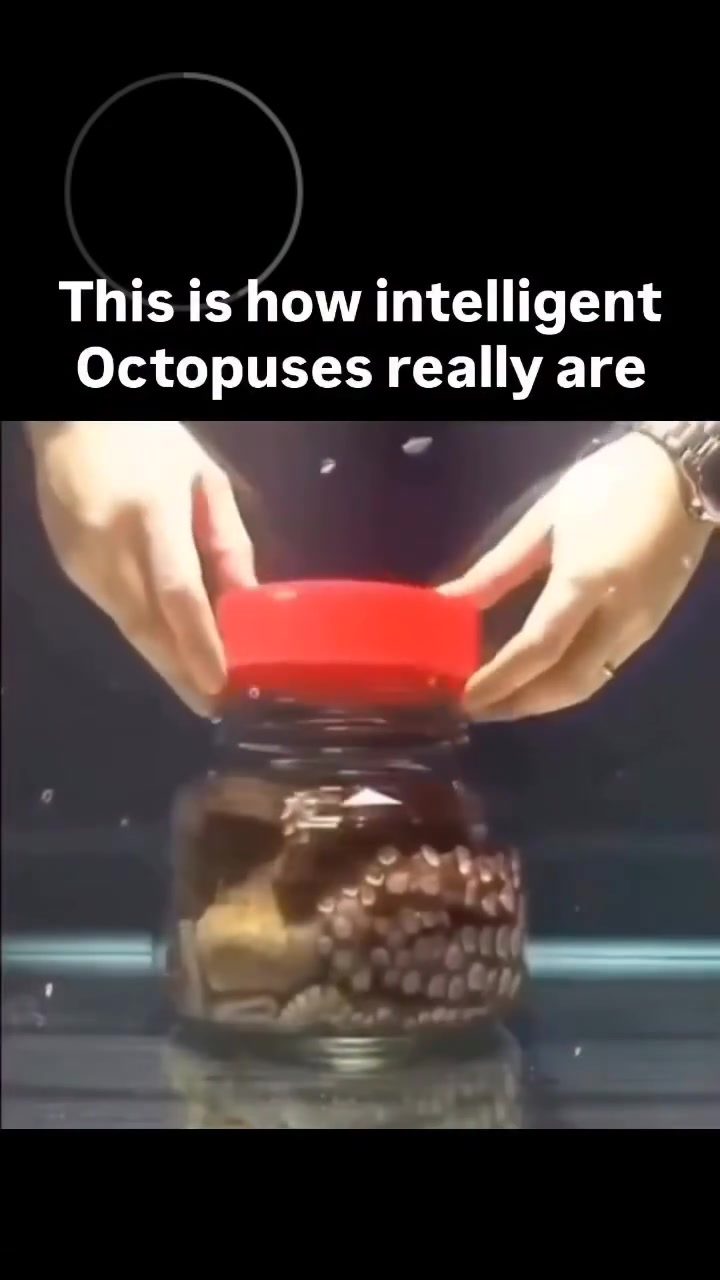 Octopus Problem-Solving: A Fascinating Display