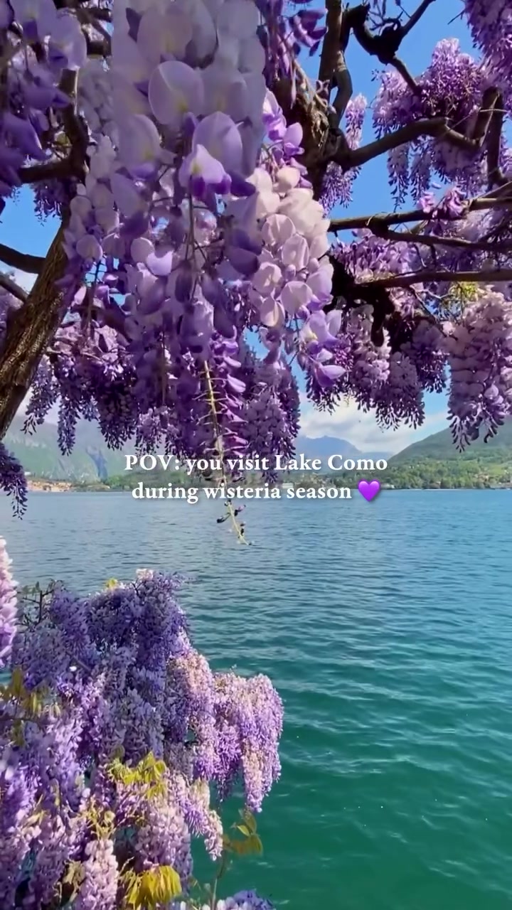 Lake Como's Wisteria Season: A Visual Journey