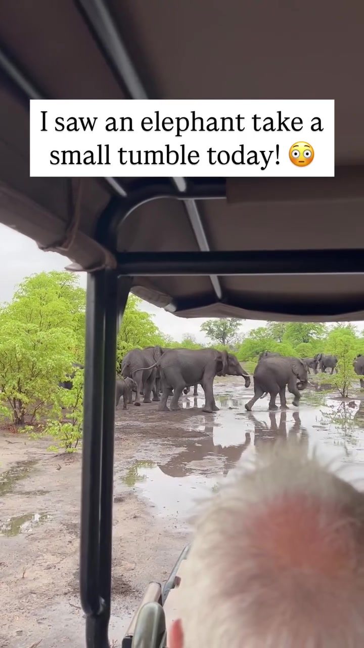 Elephants Rally to Protect Fallen Herd Member