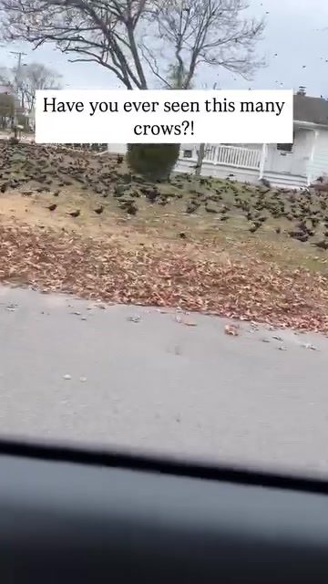 Crow Gatherings in Residential Areas Explained