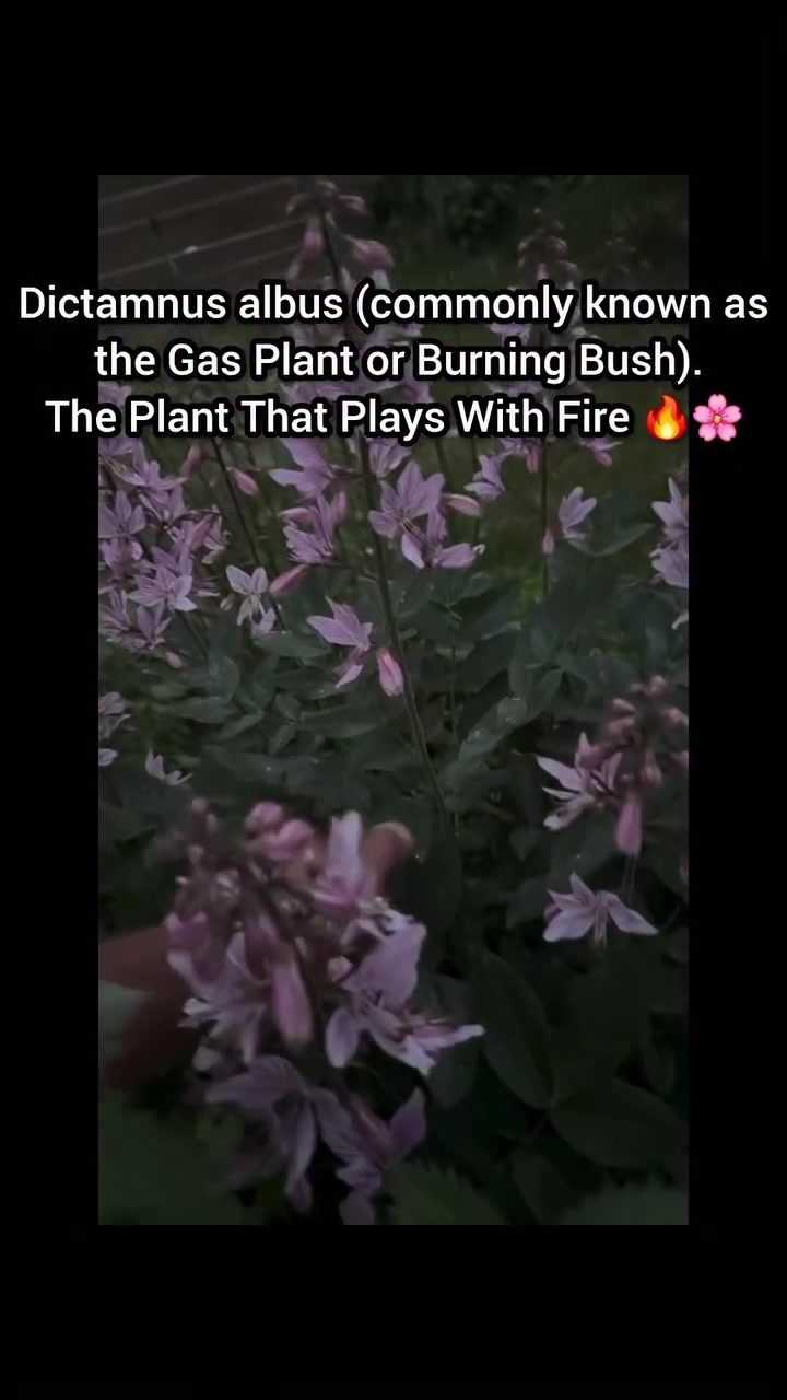 **The Fascinating Science of the Burning Bush and its Fire Resistance**