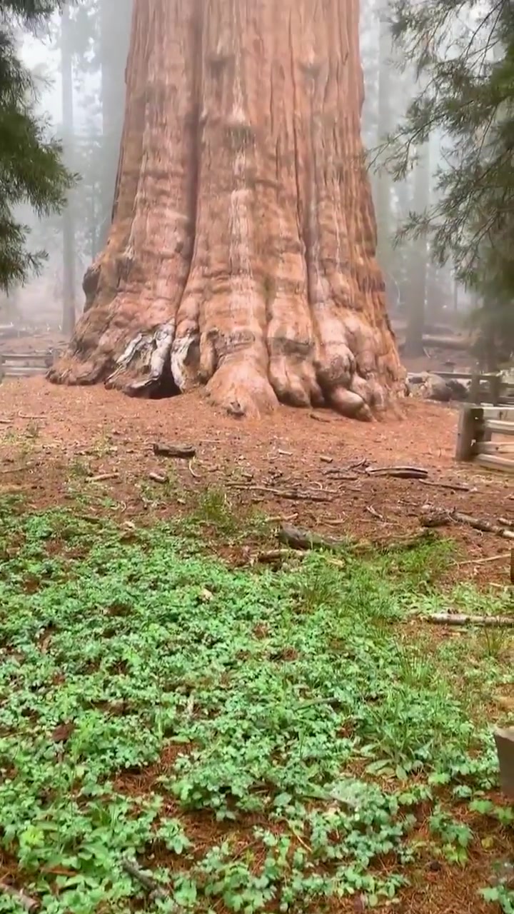 Mystical Redwood Tree in National Park