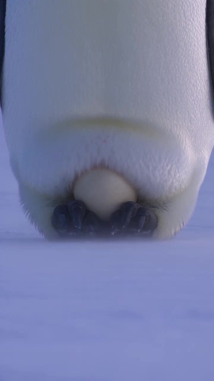Emperor Penguin Mating Rituals and Antarctic Survival