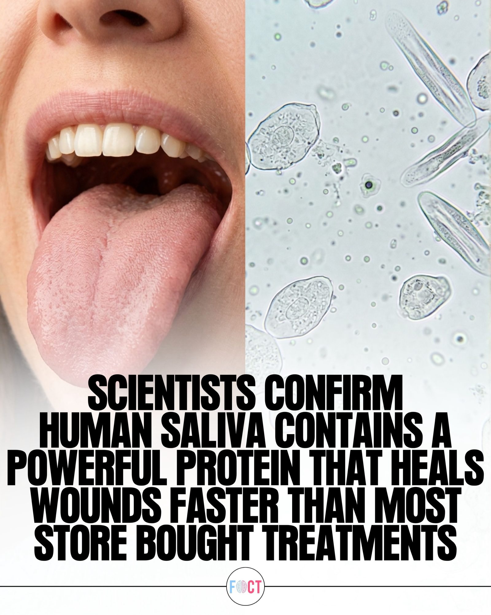 Saliva's Secret: Healing Wounds Faster Than Treatments