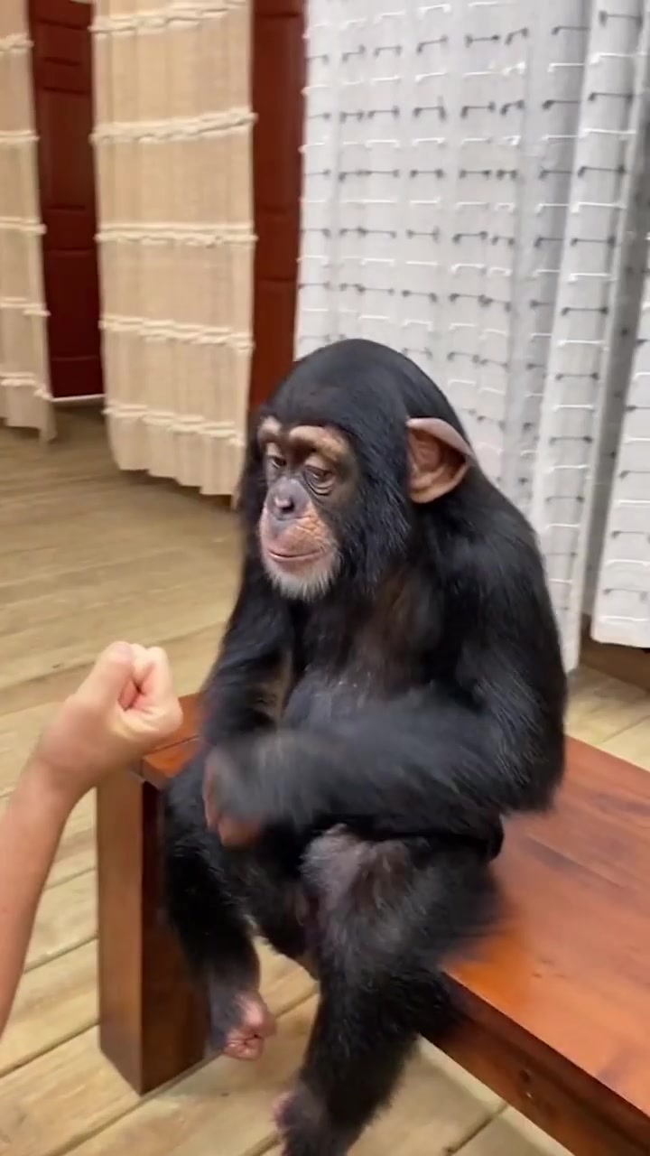 Chimpanzee Interactions in an Indoor Setting