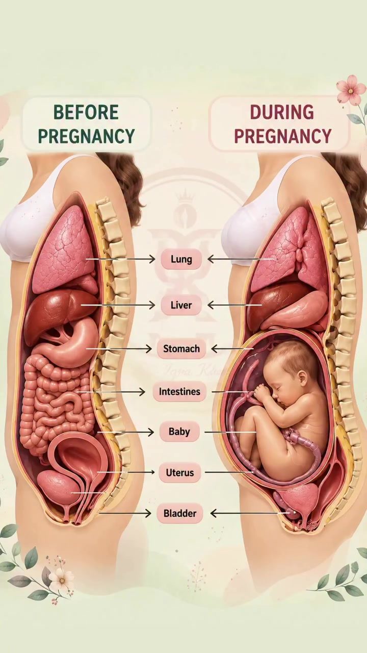 Pregnancy: How Your Organs Shift to Accommodate Baby