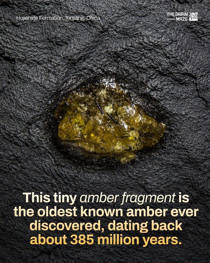 Oldest Amber Found: Reshaping Plant Evolution