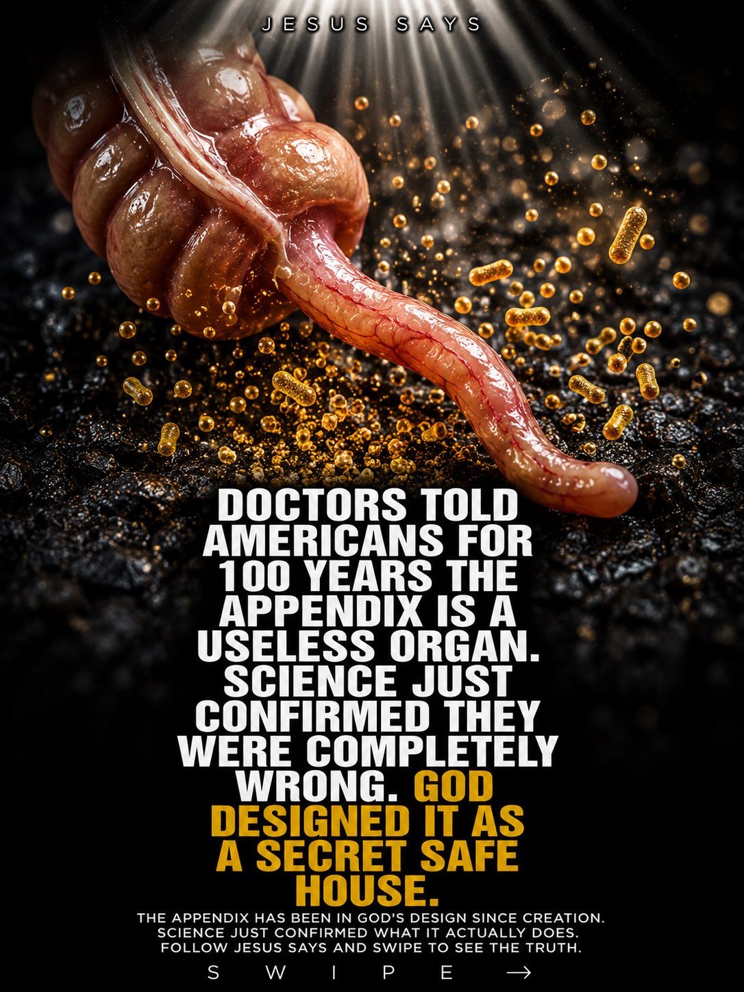 The Hidden Benefits of the Appendix for Gut Health