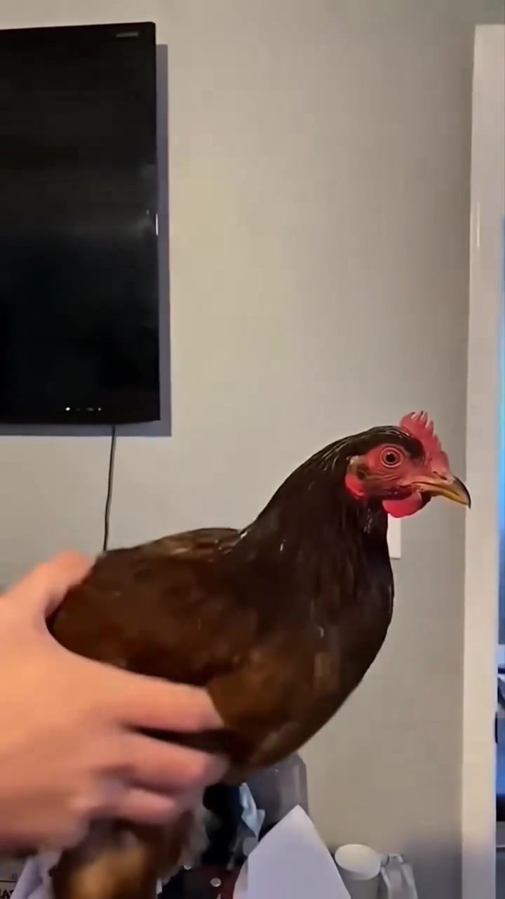 Chickens' Secret: Stable Heads During Motion