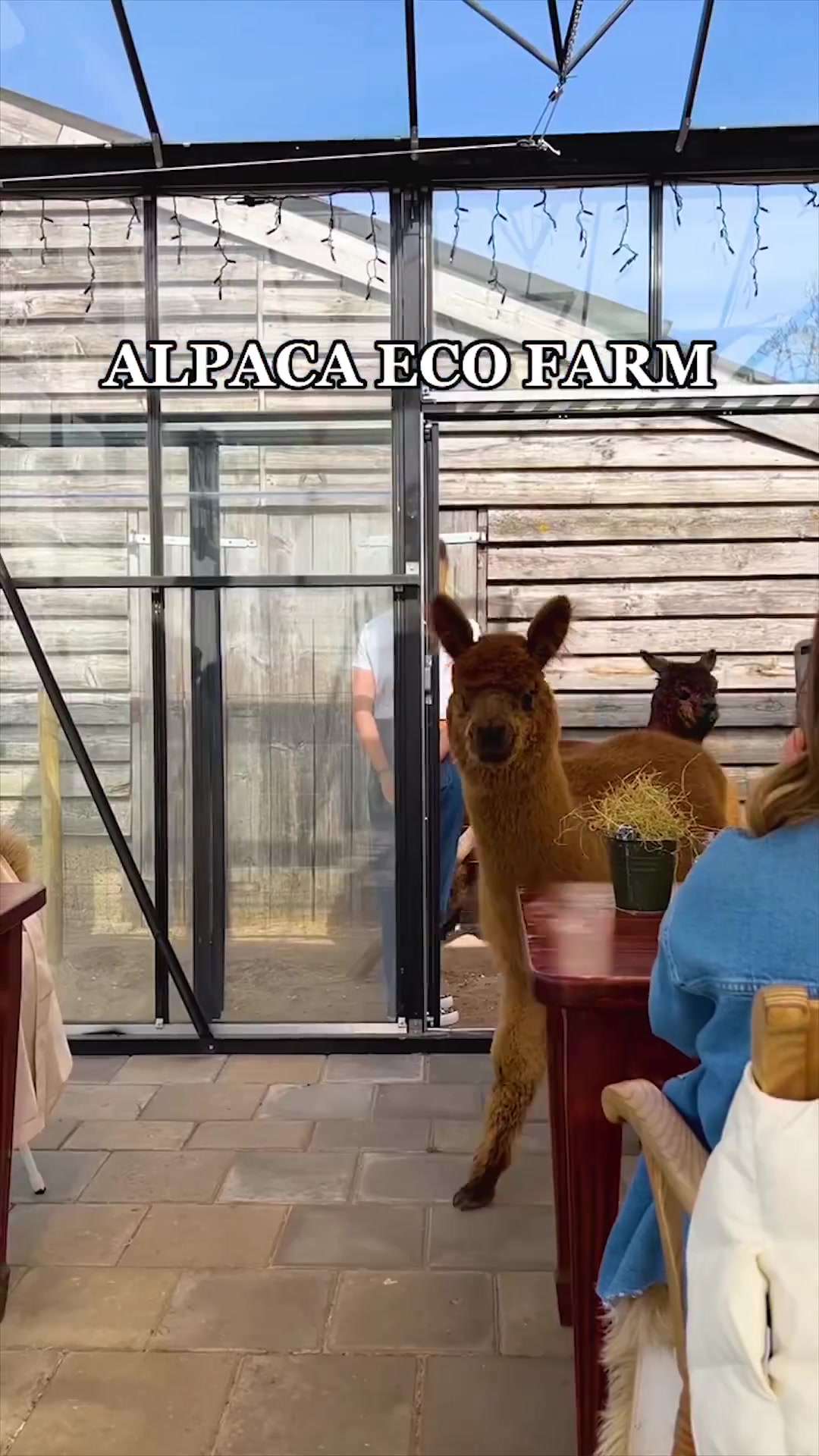 Alpaca Eco Farm Tour: Visitor Interactions