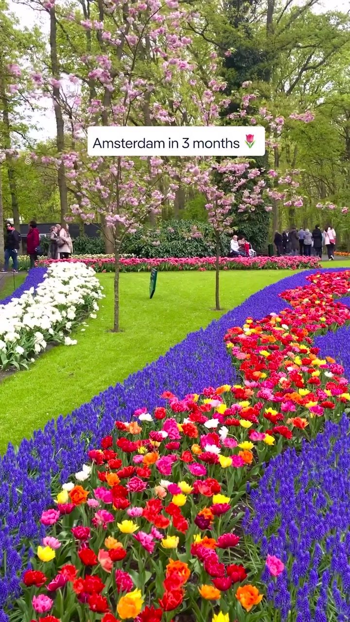 Blooming Tulips: Amsterdam's Spring Magic