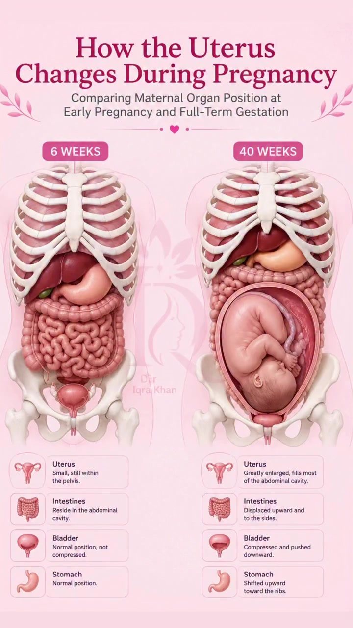 A Comparative Guide to Uterus and Organ Changes During Pregnancy