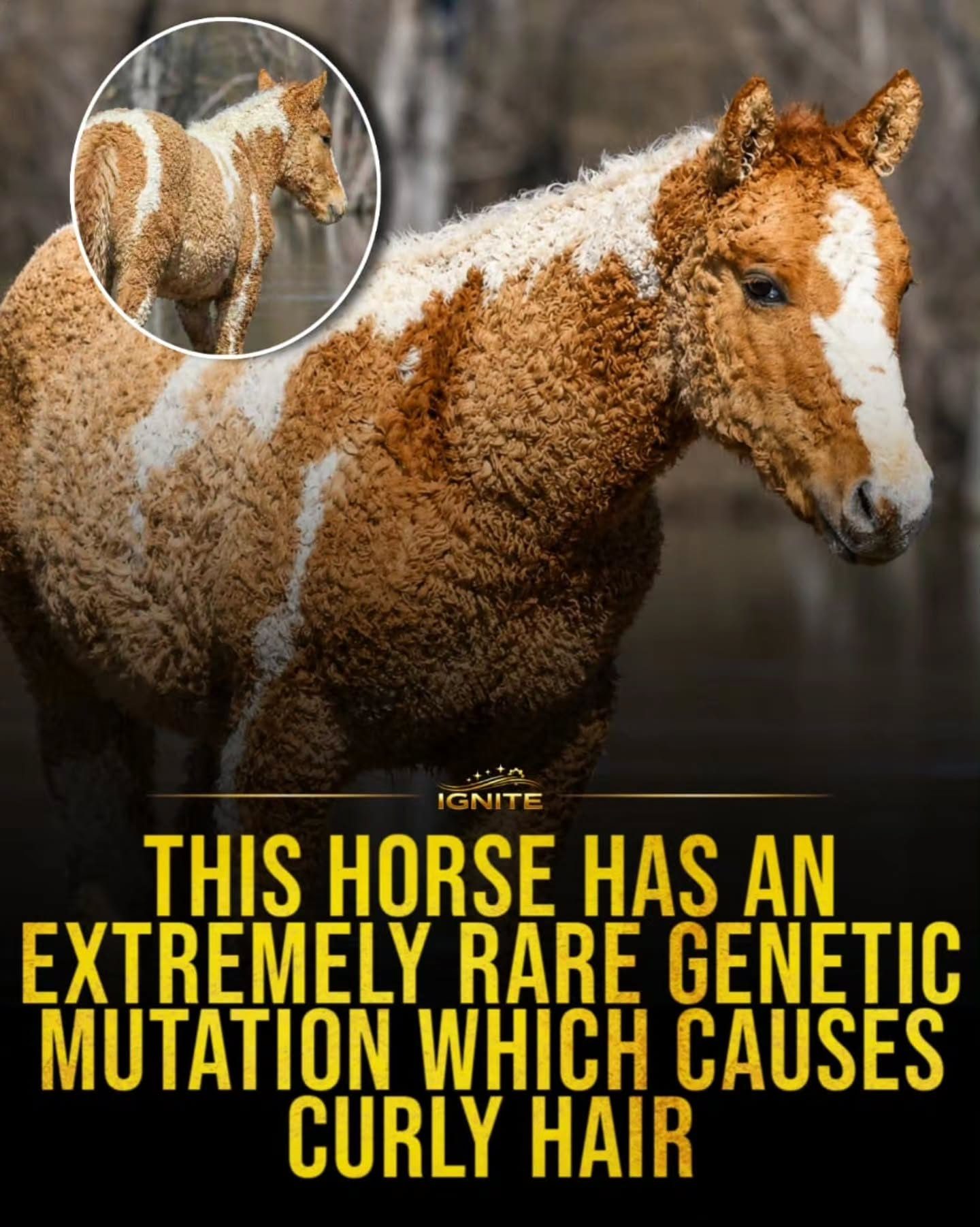 The Rare Curly-Haired Horse Phenomenon Explained