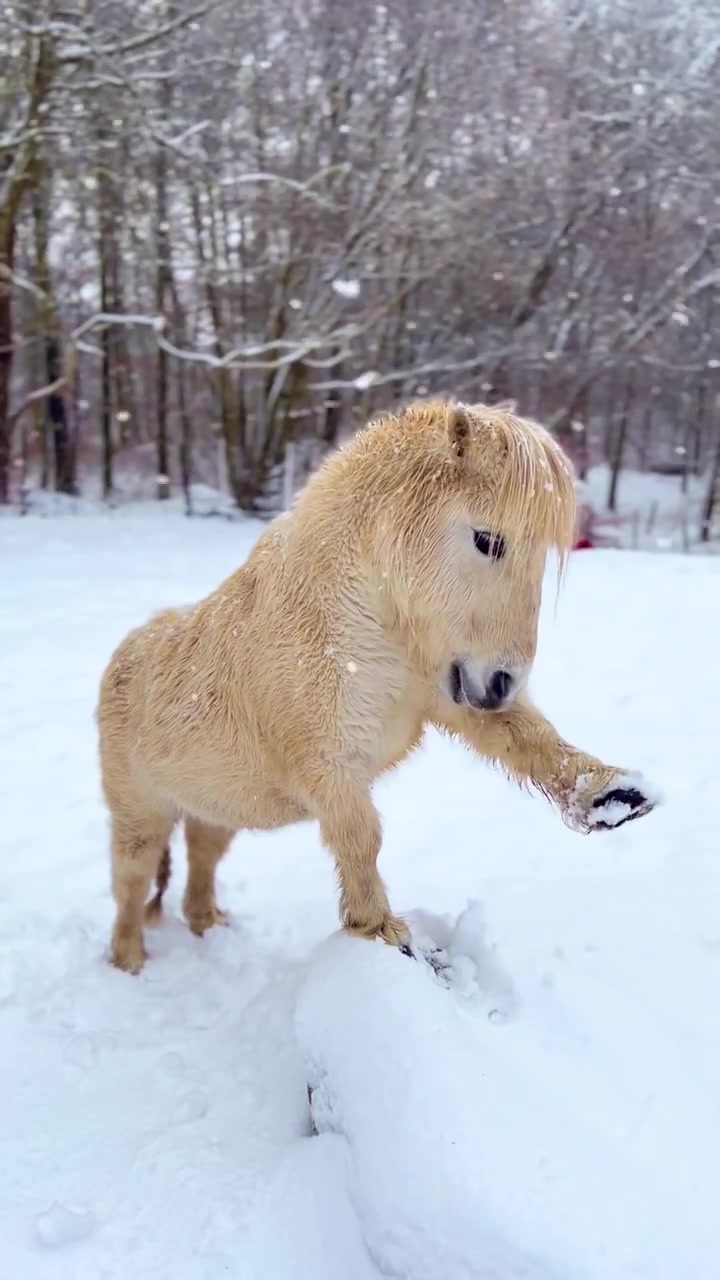 Alvin the Shetland Pony Enjoying Snow in Sweden