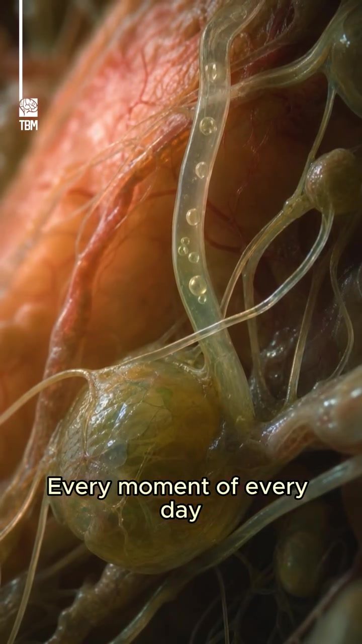 Understanding the Lymphatic System: Your Body's Silent Guardian