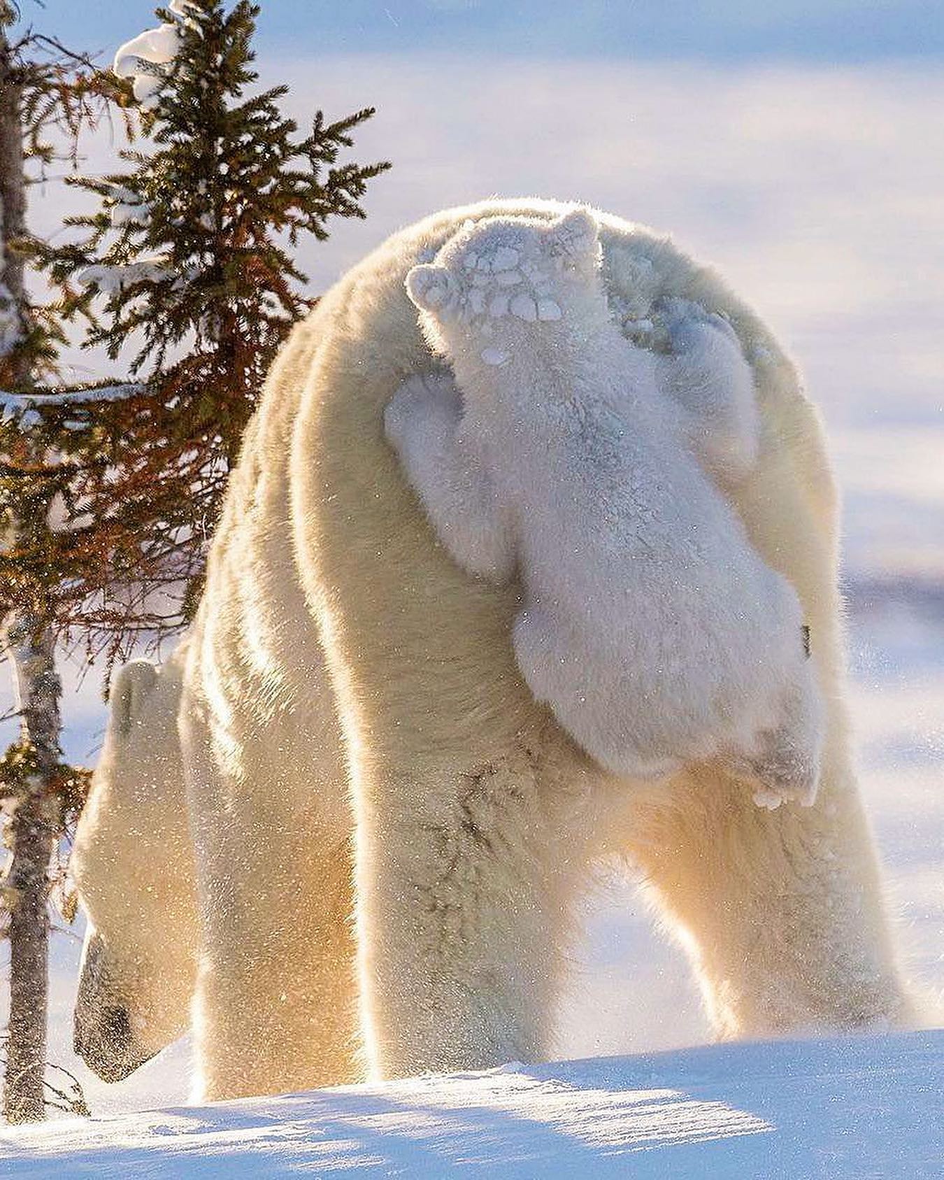 Polar Bear Family in Arctic Snow